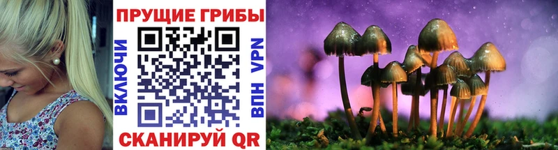 наркошоп  Копейск  Галлюциногенные грибы Psilocybine cubensis 